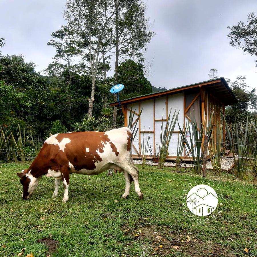Exclusivo Cocora Con Jacuzzi Salento Quindio Exterior foto